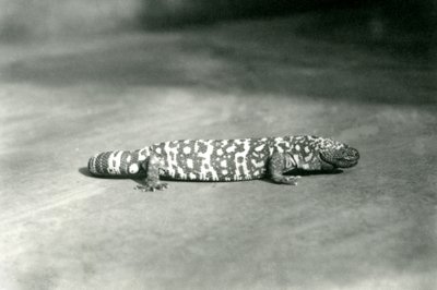 Un monstre de Gila au zoo de Londres, septembre 1923 - Frederick William Bond